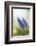 Grape Hyacinth, Muscari Neglectum, Blossoms, Close Up-David & Micha Sheldon-Framed Photographic Print