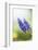 Grape Hyacinth, Muscari Neglectum, Blossoms, Close Up-David & Micha Sheldon-Framed Photographic Print