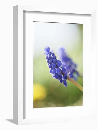 Grape Hyacinth, Muscari Neglectum, Blossoms, Close Up-David & Micha Sheldon-Framed Photographic Print