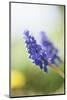 Grape Hyacinth, Muscari Neglectum, Blossoms, Close Up-David & Micha Sheldon-Mounted Photographic Print