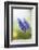 Grape Hyacinth, Muscari Neglectum, Blossoms, Close Up-David & Micha Sheldon-Framed Photographic Print