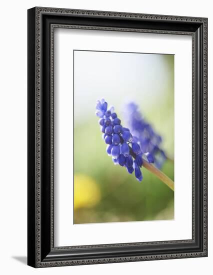 Grape Hyacinth, Muscari Neglectum, Blossoms, Close Up-David & Micha Sheldon-Framed Photographic Print