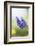 Grape Hyacinth, Muscari Neglectum, Blossoms, Close Up-David & Micha Sheldon-Framed Photographic Print