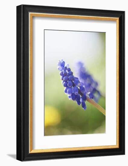 Grape Hyacinth, Muscari Neglectum, Blossoms, Close Up-David & Micha Sheldon-Framed Photographic Print