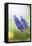 Grape Hyacinth, Muscari Neglectum, Blossoms, Close Up-David & Micha Sheldon-Framed Premier Image Canvas