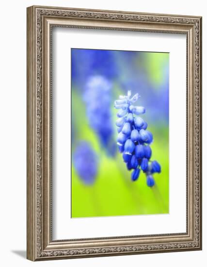 Grape-Hyacinth, Muscari Racemosum, Detail, Blooms, Plant-Herbert Kehrer-Framed Photographic Print