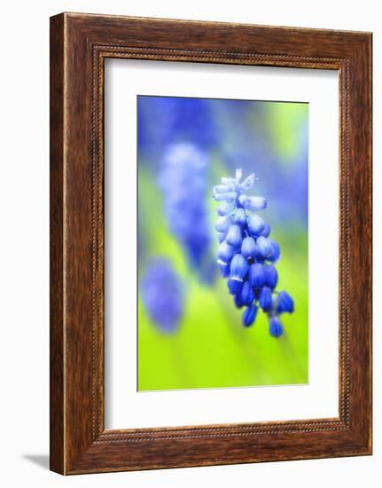 Grape-Hyacinth, Muscari Racemosum, Detail, Blooms, Plant-Herbert Kehrer-Framed Photographic Print