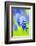 Grape-Hyacinth, Muscari Racemosum, Detail, Blooms, Plant-Herbert Kehrer-Framed Photographic Print