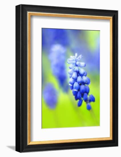 Grape-Hyacinth, Muscari Racemosum, Detail, Blooms, Plant-Herbert Kehrer-Framed Photographic Print