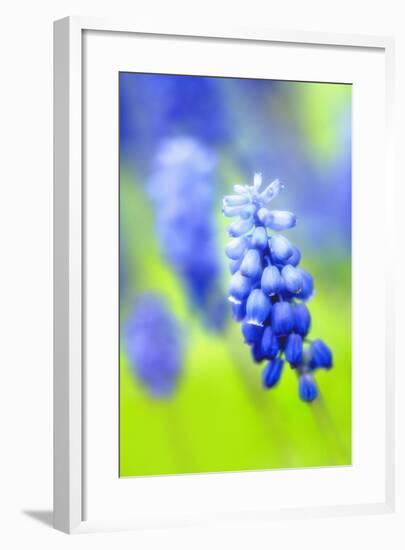 Grape-Hyacinth, Muscari Racemosum, Detail, Blooms, Plant-Herbert Kehrer-Framed Photographic Print