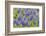 Grape hyacinth, USA-Jim Engelbrecht-Framed Photographic Print