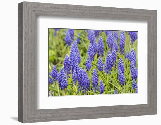 Grape hyacinth, USA-Jim Engelbrecht-Framed Photographic Print