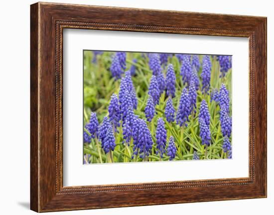 Grape hyacinth, USA-Jim Engelbrecht-Framed Photographic Print