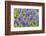 Grape hyacinth, USA-Jim Engelbrecht-Framed Photographic Print