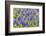 Grape hyacinth, USA-Jim Engelbrecht-Framed Photographic Print