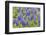 Grape hyacinth, USA-Jim Engelbrecht-Framed Photographic Print