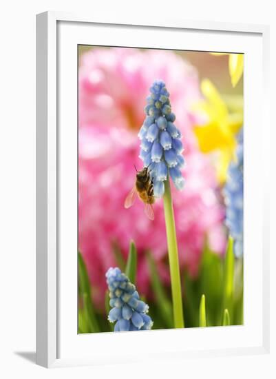 Grape Hyacinth with Bee-Sweet Ink-Framed Photographic Print