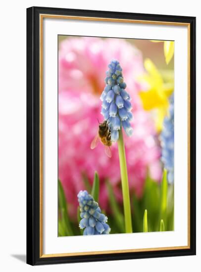 Grape Hyacinth with Bee-Sweet Ink-Framed Photographic Print