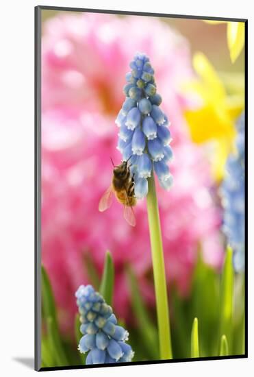 Grape Hyacinth with Bee-Sweet Ink-Mounted Photographic Print