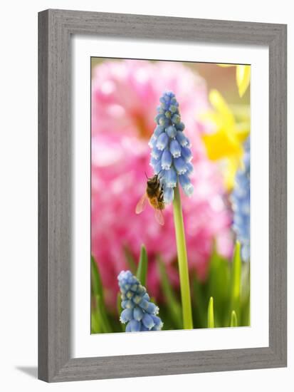 Grape Hyacinth with Bee-Sweet Ink-Framed Photographic Print