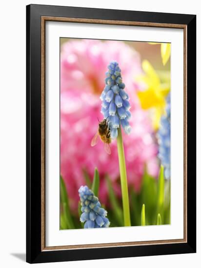 Grape Hyacinth with Bee-Sweet Ink-Framed Photographic Print