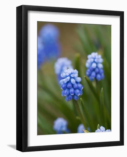 Grape Hyacinth-Clive Nichols-Framed Photographic Print