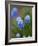 Grape Hyacinth-Clive Nichols-Framed Photographic Print