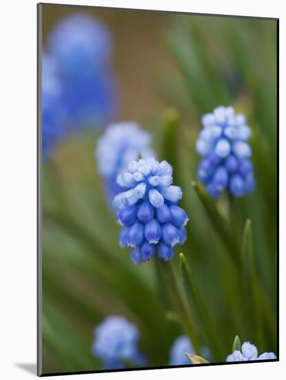 Grape Hyacinth-Clive Nichols-Mounted Photographic Print