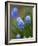 Grape Hyacinth-Clive Nichols-Framed Photographic Print