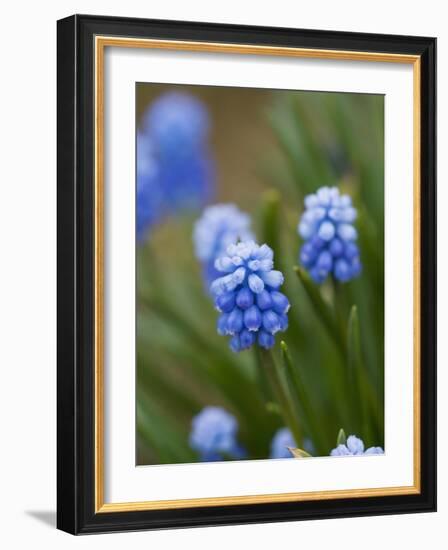 Grape Hyacinth-Clive Nichols-Framed Photographic Print