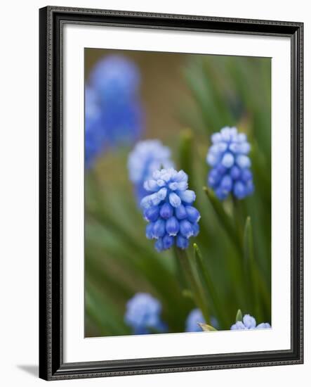 Grape Hyacinth-Clive Nichols-Framed Photographic Print