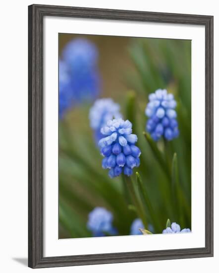 Grape Hyacinth-Clive Nichols-Framed Photographic Print