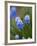 Grape Hyacinth-Clive Nichols-Framed Photographic Print