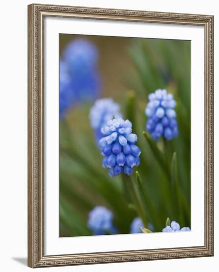 Grape Hyacinth-Clive Nichols-Framed Photographic Print