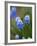 Grape Hyacinth-Clive Nichols-Framed Photographic Print