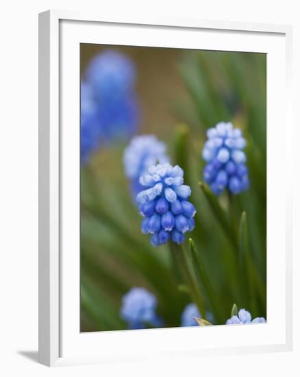 Grape Hyacinth-Clive Nichols-Framed Photographic Print