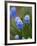 Grape Hyacinth-Clive Nichols-Framed Photographic Print