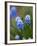 Grape Hyacinth-Clive Nichols-Framed Photographic Print