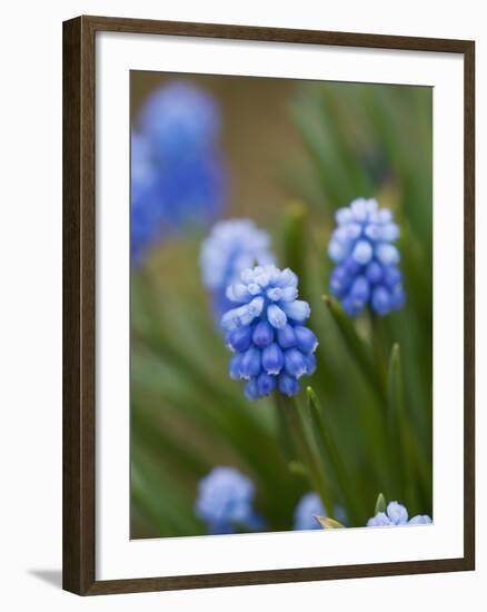 Grape Hyacinth-Clive Nichols-Framed Photographic Print