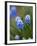 Grape Hyacinth-Clive Nichols-Framed Photographic Print