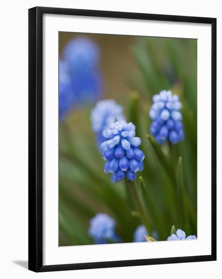 Grape Hyacinth-Clive Nichols-Framed Photographic Print