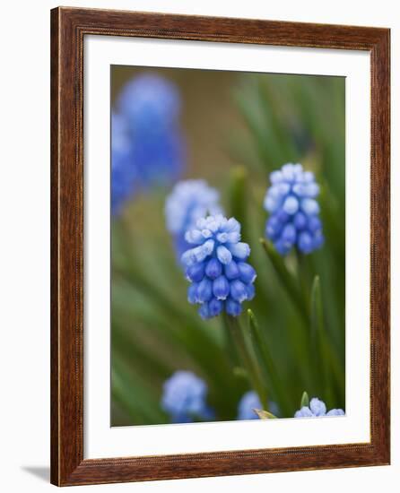 Grape Hyacinth-Clive Nichols-Framed Photographic Print