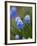 Grape Hyacinth-Clive Nichols-Framed Photographic Print