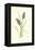 Grape Hyacinth-Frederick Edward Hulme-Framed Premier Image Canvas