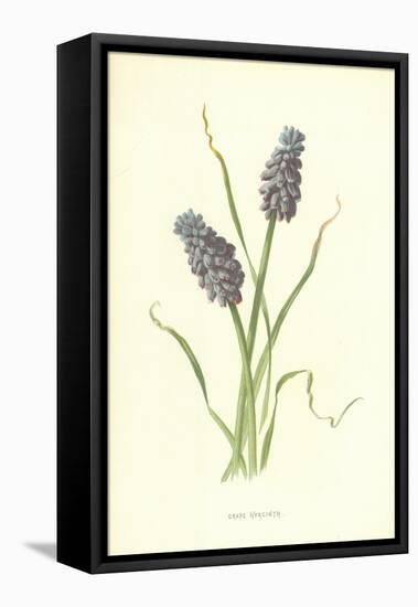 Grape Hyacinth-Frederick Edward Hulme-Framed Premier Image Canvas
