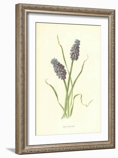 Grape Hyacinth-Frederick Edward Hulme-Framed Giclee Print