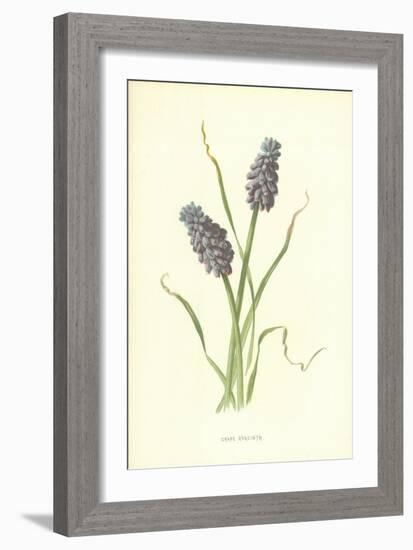 Grape Hyacinth-Frederick Edward Hulme-Framed Giclee Print