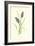 Grape Hyacinth-Frederick Edward Hulme-Framed Giclee Print