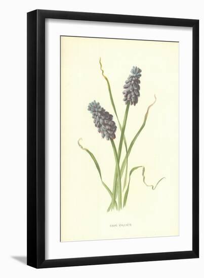 Grape Hyacinth-Frederick Edward Hulme-Framed Giclee Print