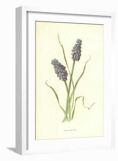 Grape Hyacinth-Frederick Edward Hulme-Framed Giclee Print